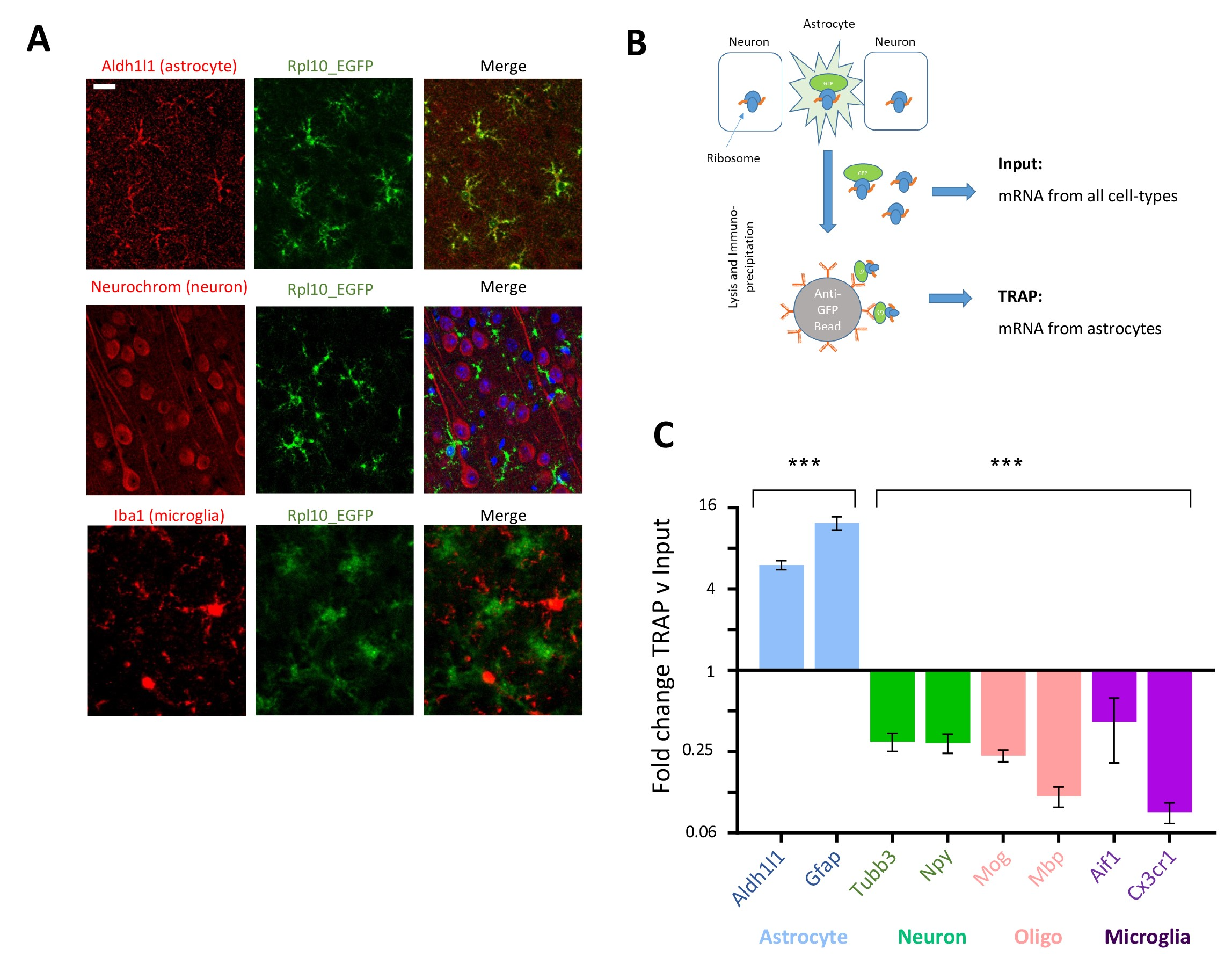General anesthesia alters CNS and astrocyte expression of activity-dependent and activity-independent genes